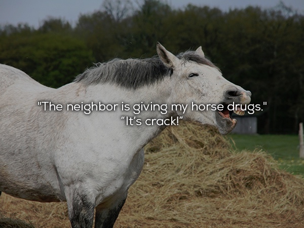 singing horse - "The neighbor is giving my horse drugs." "It's crack!"