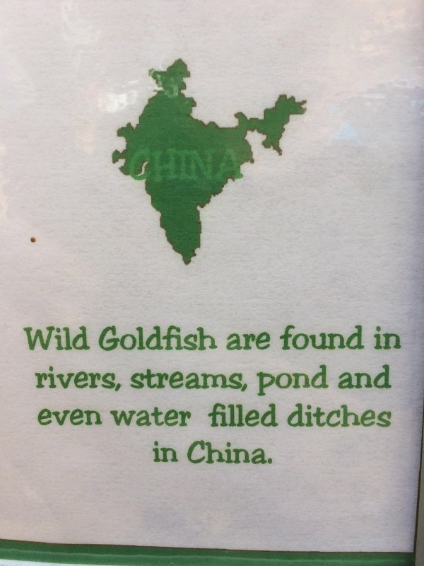 grass - Wild Goldfish are found in rivers, streams, pond and even water filled ditches in China.