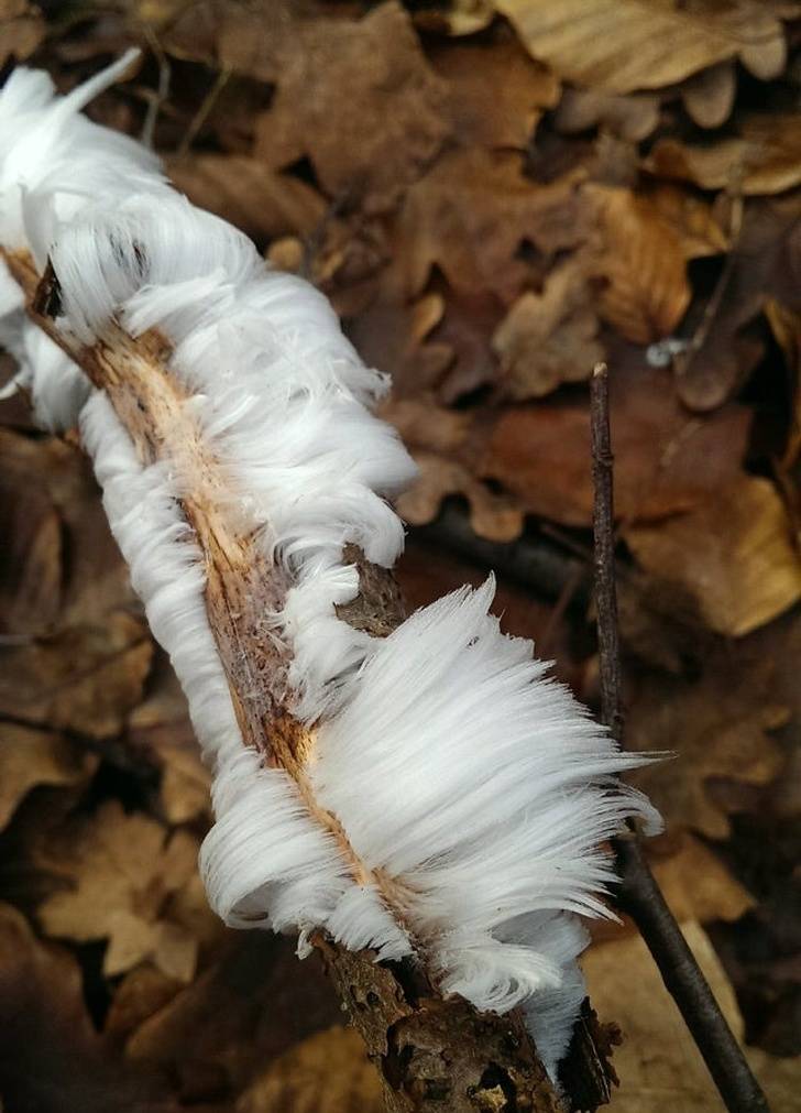 hair ice fungus