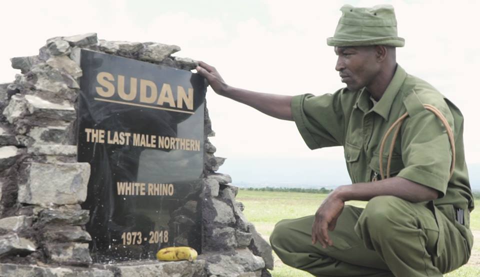 army - Sudan The Last Male Northern White Rhino 1973 2018