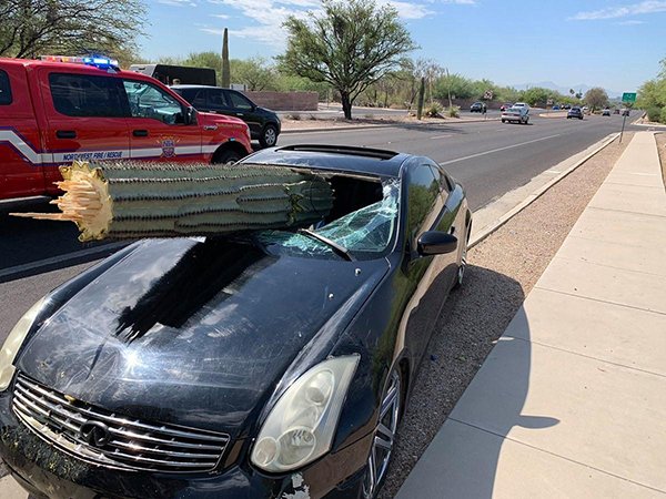car cactus accident