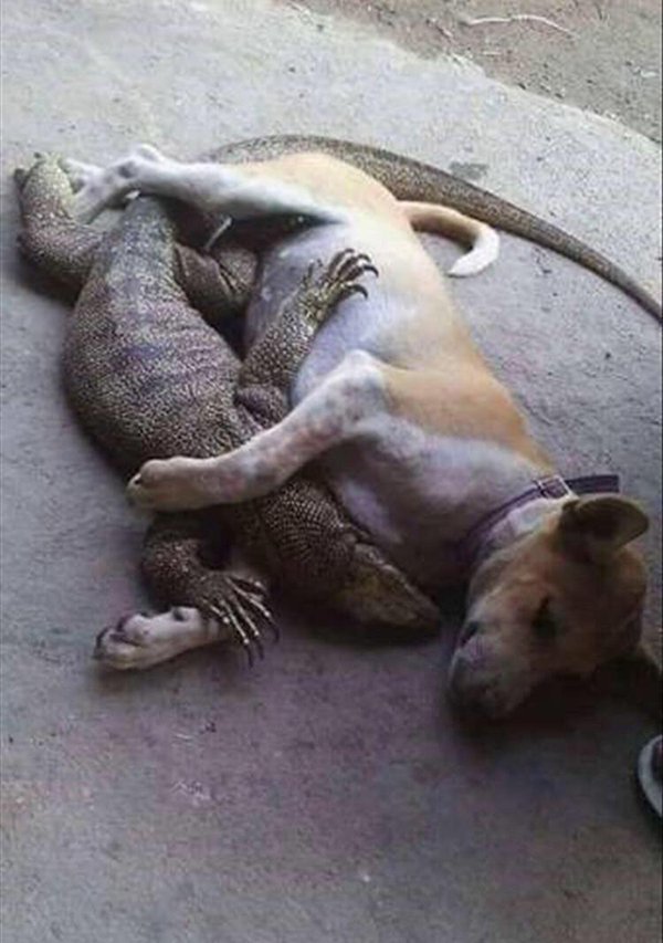 lizard and dog