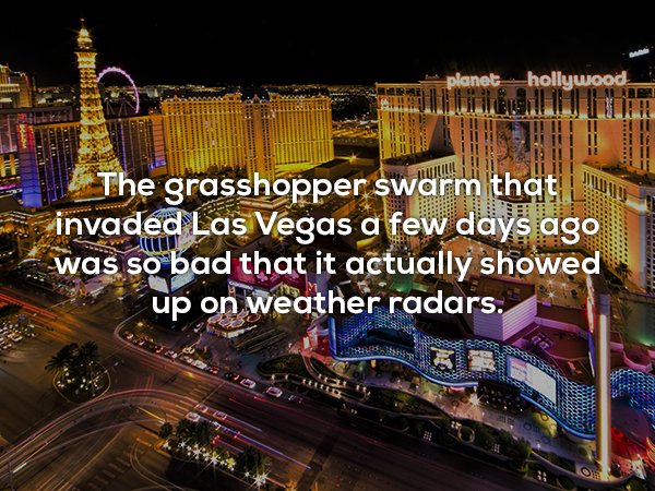 las vegas scene - planet hollywood_ The grasshopper swarm that invaded Las Vegas a few days ago was so bad that it actually showed up on weather radars.