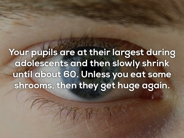 close up - Your pupils are at their largest during adolescents and then slowly shrink until about 60. Unless you eat some shrooms, then they get huge again.