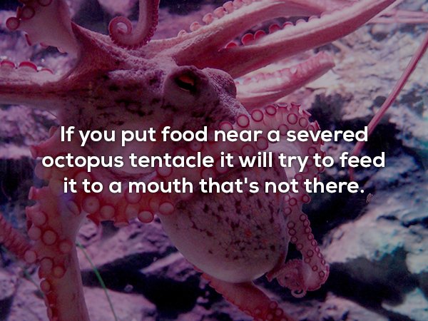 Octopus - If you put food near a severed octopus tentacle it will try to feed it to a mouth that's not there.