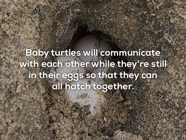 soil - Baby turtles will communicate with each other while they're still in their eggs so that they can all hatch together.