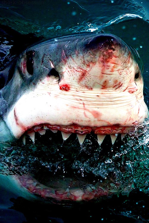 bloody shark