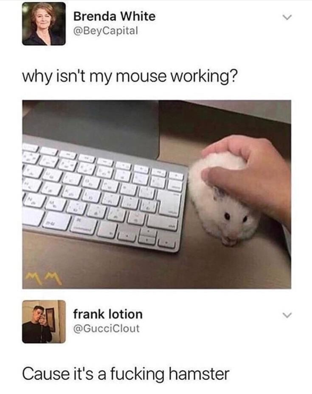 isn t my mouse working meme - Brenda White Capital why isn't my mouse working? frank lotion Cause it's a fucking hamster