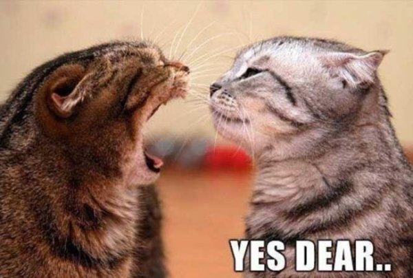 kitten dentist - Yes Dear..