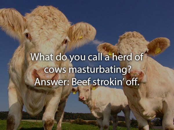 What do you call a herd of cows masturbating? Answer Beef strokin' off.