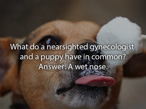 photo caption - What do a nearsighted gynecologist and a puppy have in common? Answer A wet nose.