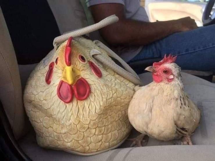 weird pic chicken handbag