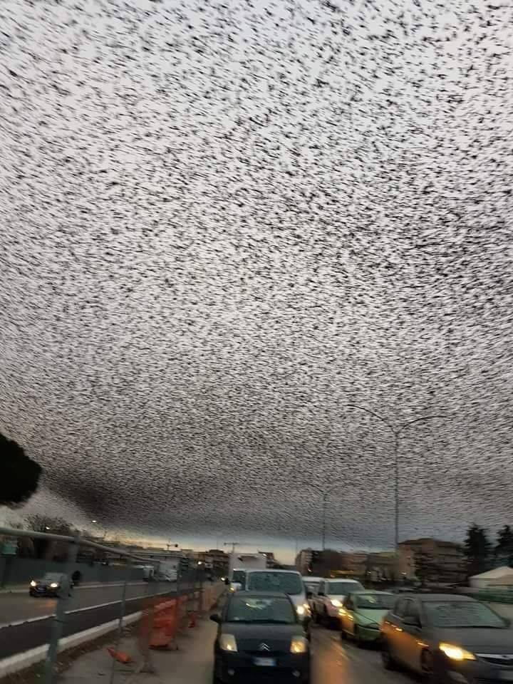 weird pic starlings rome