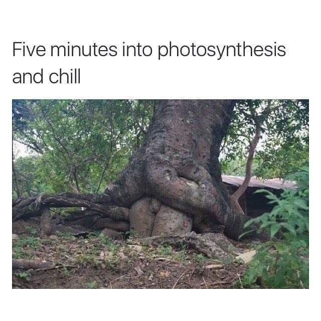 10 minutes into photosynthesis and chill - Five minutes into photosynthesis and chill
