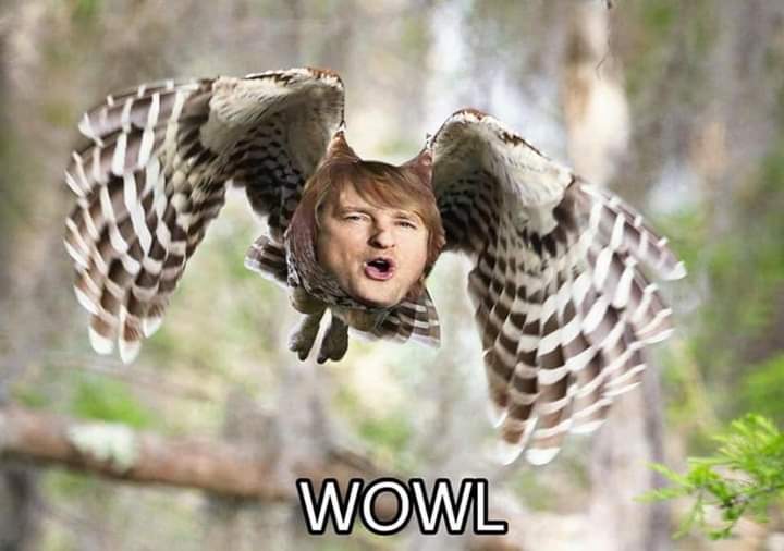 owen wilson wow owl - Wowl