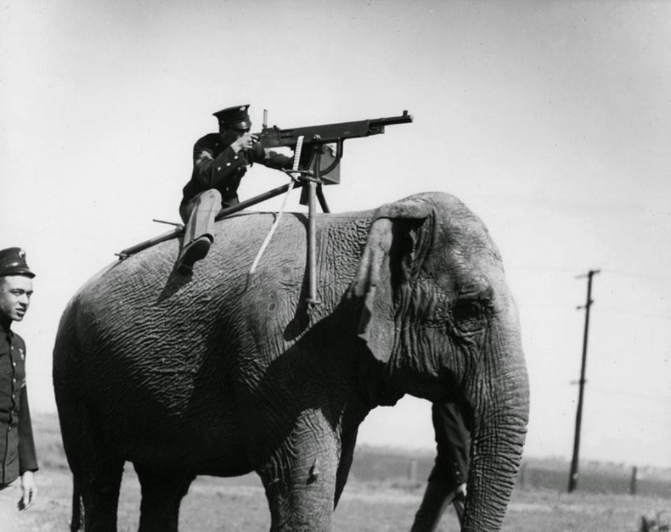 An American corporal aims a Colt M1895 machine gun atop a elephant, 1914.