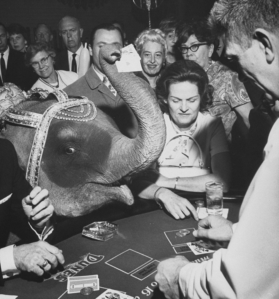 Tanya, the Siamese elephant who performed on stage at Dunes Hotel and Casino in Las Vegas, Nevada, joins gamblers at a blackjack table in 1966.