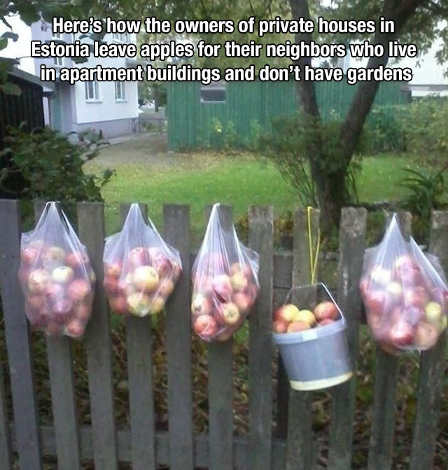 flower - Here's how the owners of private houses in Estonia leave apples for their neighbors who live in apartment buildings and don't have gardens