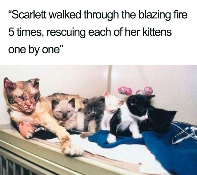 cat saves kittens from fire - Scarlett walked through the blazing fire 5 times, rescuing each of her kittens one by one