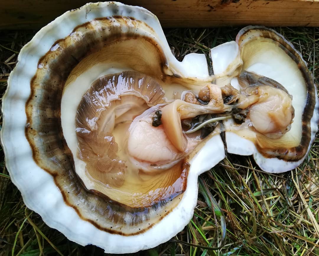 cut in half oyster
