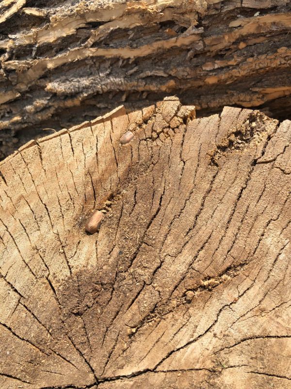 Bullets found in an old log.