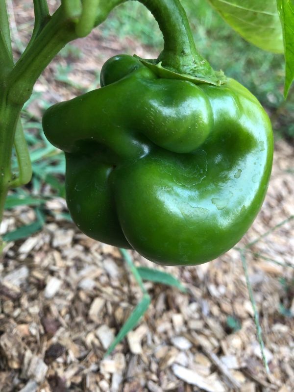 A bell pepper that has a nose.