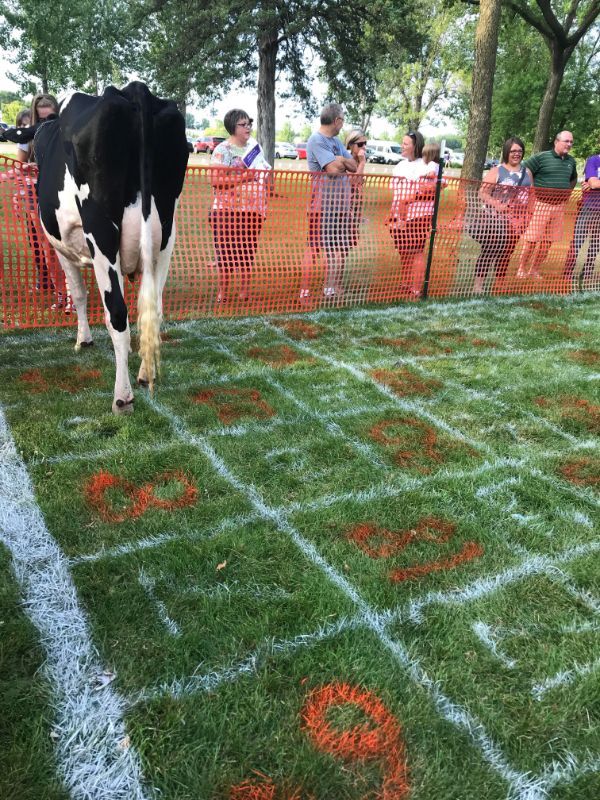 Cow poo gambling.