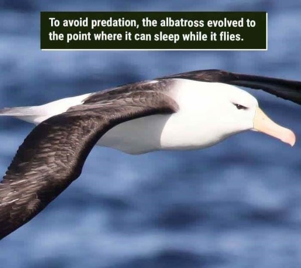Albatross - To avoid predation, the albatross evolved to the point where it can sleep while it flies.