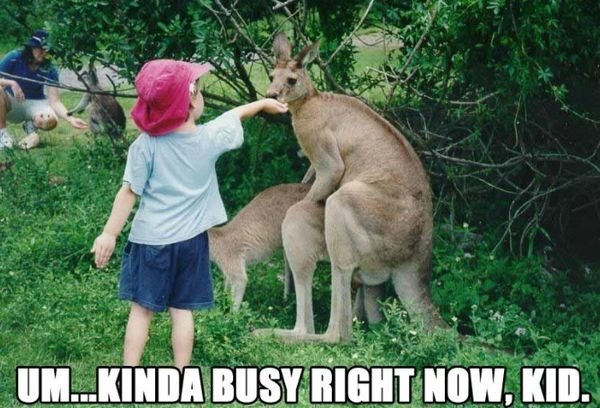 kid feeding kangaroo - Um...Kinda Busy Right Now. Kid.