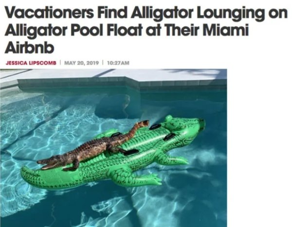 alligator on pool float - Vacationers Find Alligator Lounging on Alligator Pool Float at Their Miami Airbnb Jessica Lipscomb |