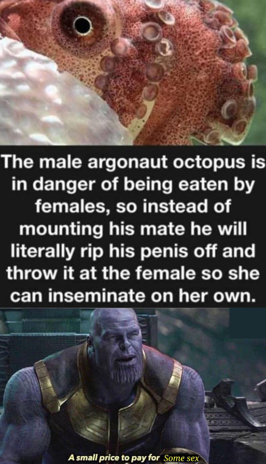 argonaut octopus meme - The male argonaut octopus is in danger of being eaten by females, so instead of mounting his mate he will literally rip his penis off and throw it at the female so she can inseminate on her own. A small price to pay for some sex