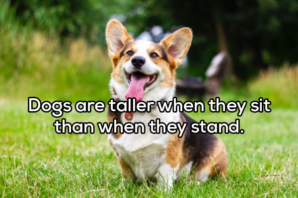 corgi - Dogs are tallerwhen they sit than when they stand.