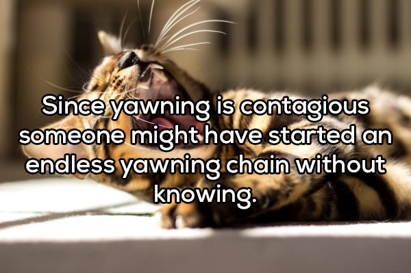 photo caption - Since yawning is contagious someone might have started an endless yawning chain without knowing.