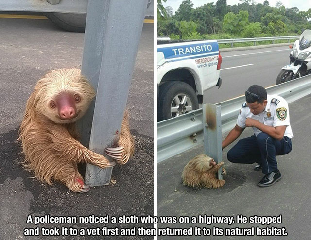 sloth ecuador - Transito Susret we gobic A policeman noticed a sloth who was on a highway. He stopped and took it to a vet first and then returned it to its natural habitat.