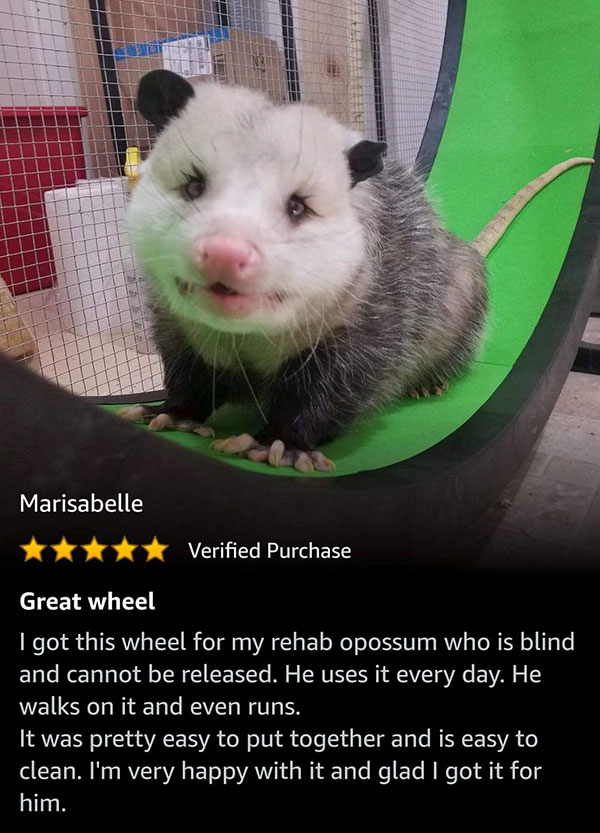 great clean wholesome memes - Marisabelle Verified Purchase Great wheel I got this wheel for my rehab opossum who is blind, and cannot be released. He uses it every day. He walks on it and even runs. It was pretty easy to put together and is easy to clean