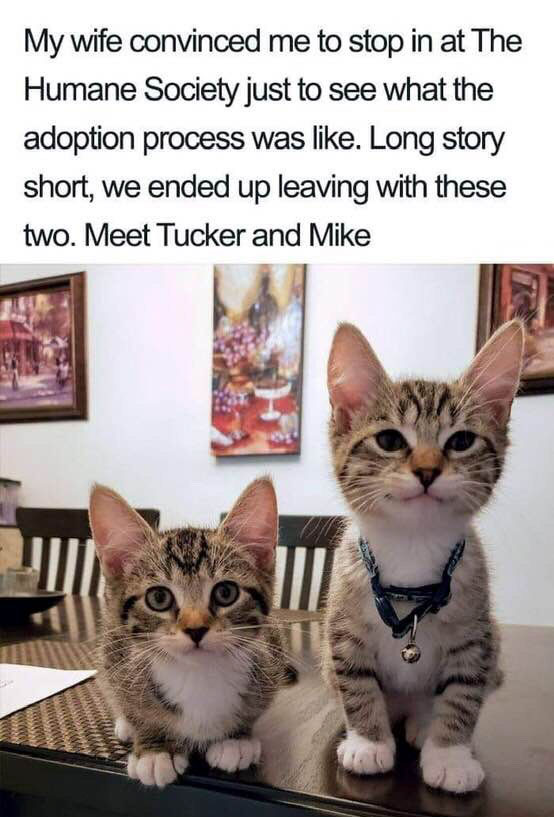 wholesome cat - My wife convinced me to stop in at The Humane Society just to see what the adoption process was . Long story short, we ended up leaving with these two. Meet Tucker and Mike