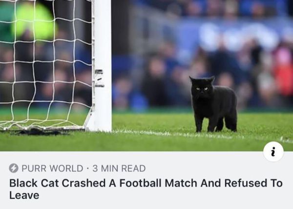 cat a football match - Purr World. 3 Min Read Black Cat Crashed A Football Match And Refused To Leave