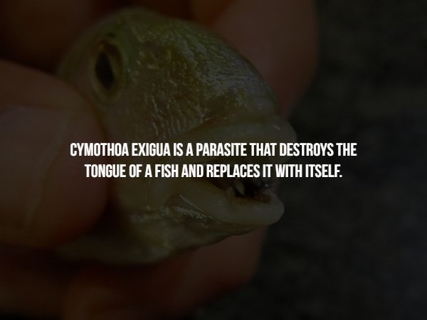 animal - Cymothoa Exigua Is A Parasite That Destroys The Tongue Of A Fish And Replaces It With Itself.