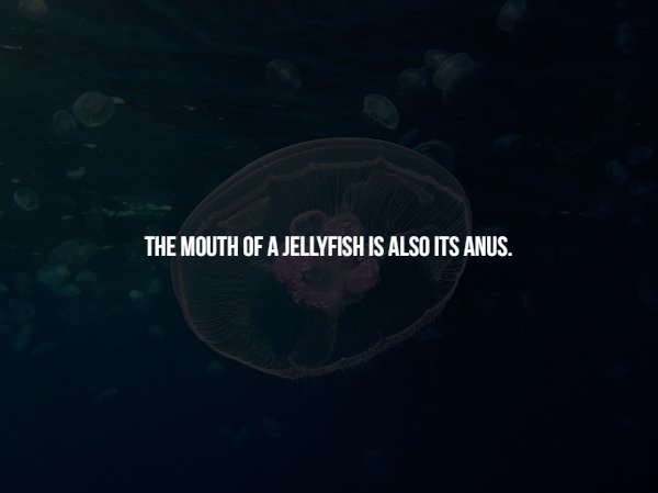 jellyfish - The Mouth Of A Jellyfish Is Also Its Anus.