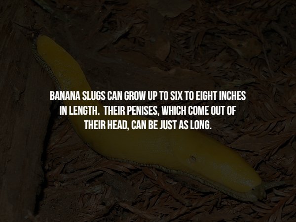 screenshot - Banana Slugs Can Grow Up To Six To Eight Inches In Length. Their Penises, Which Come Out Of Their Head, Can Be Just As Long.