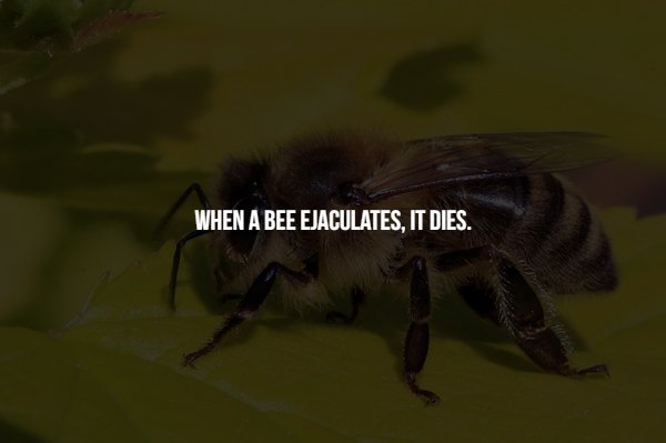honey bee - When A Bee Ejaculates, It Dies.
