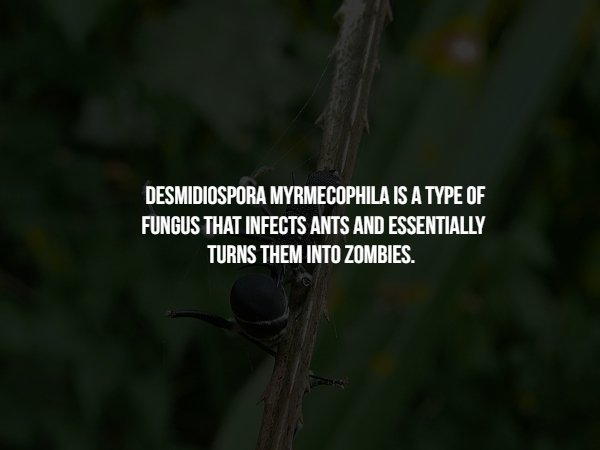 insect - Desmidiospora Myrmecophila Is A Type Of Fungus That Infects Ants And Essentially Turns Them Into Zombies.