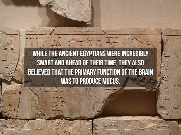 egyptian tomb relief - While The Ancient Egyptians Were Incredibly Smart And Ahead Of Their Time, They Also Believed That The Primary Function Of The Brain Was To Produce Mucus.