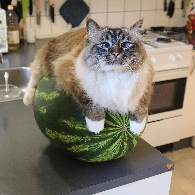 cat on a watermelon