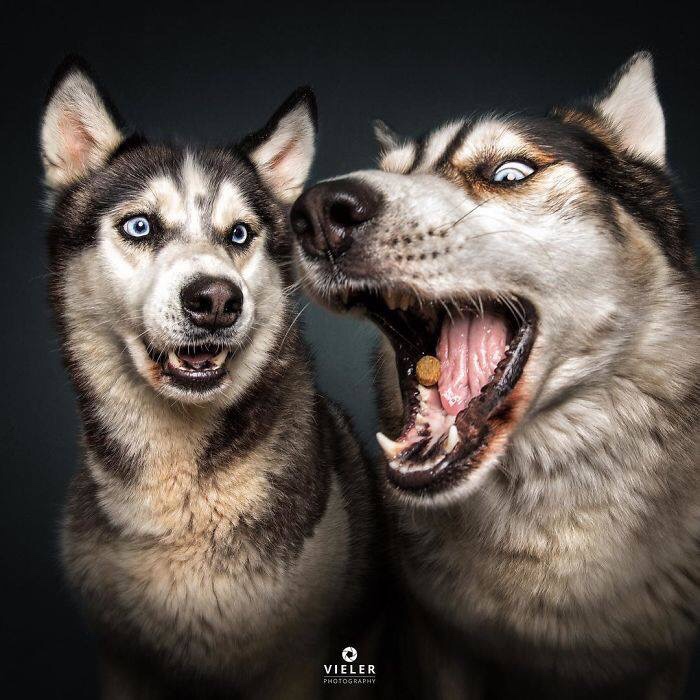 dogs catching treats - Vieler Photography