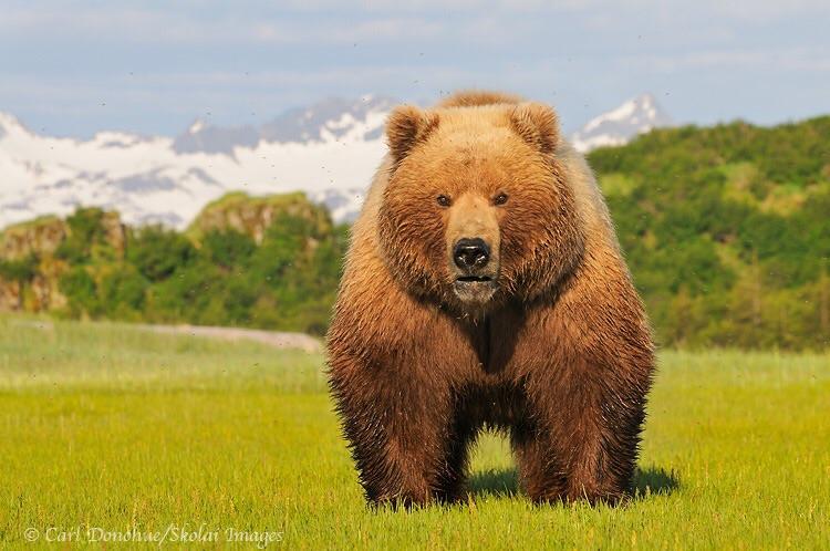 alaska brown bear - Car DonohueSkolai Images Man