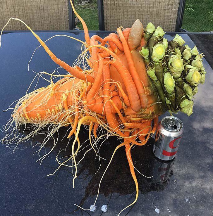 world's heaviest carrot