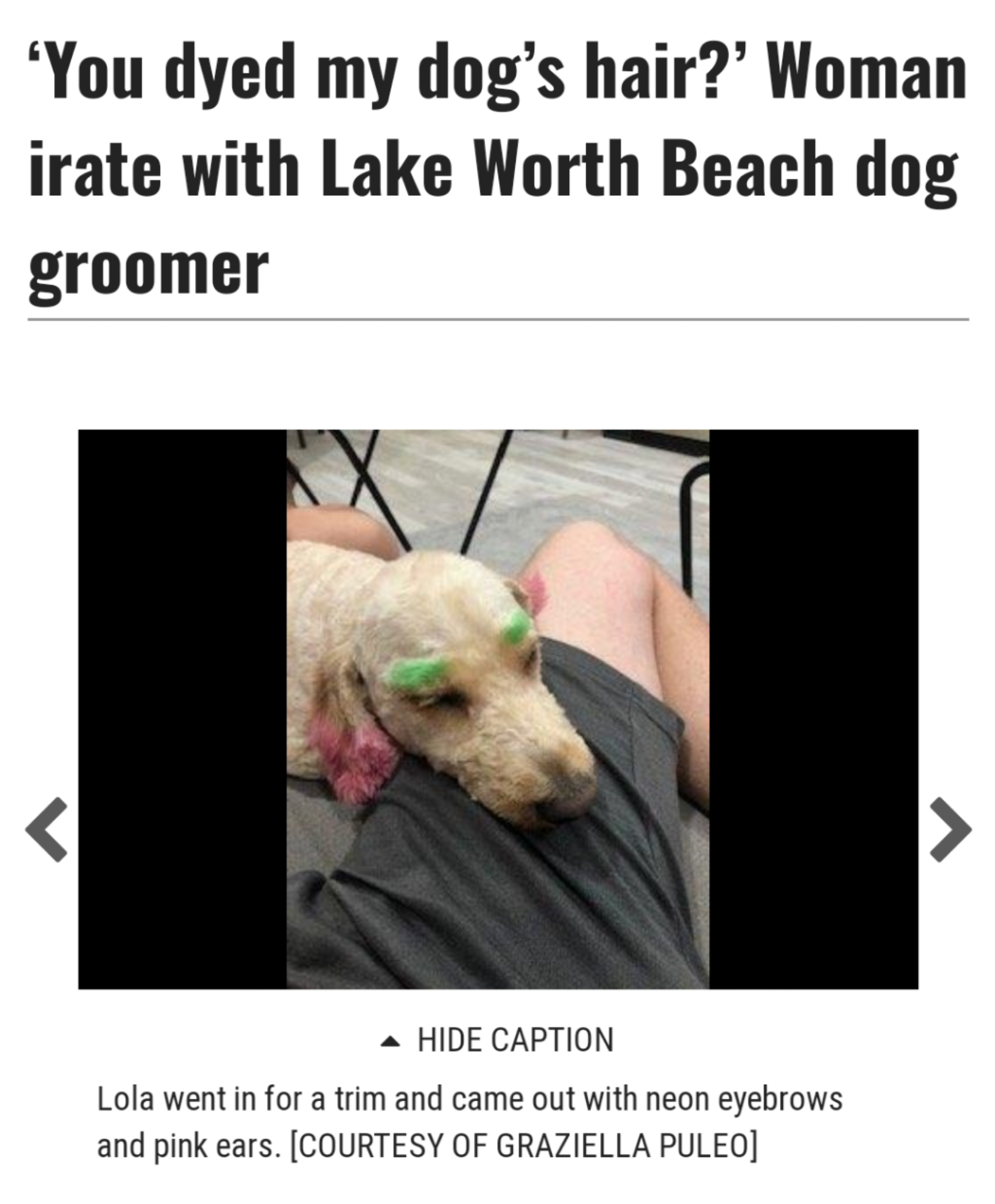 dog - You dyed my dog's hair? Woman irate with Lake Worth Beach dog groomer Hide Caption Lola went in for a trim and came out with neon eyebrows and pink ears. Courtesy Of Graziella Puleo