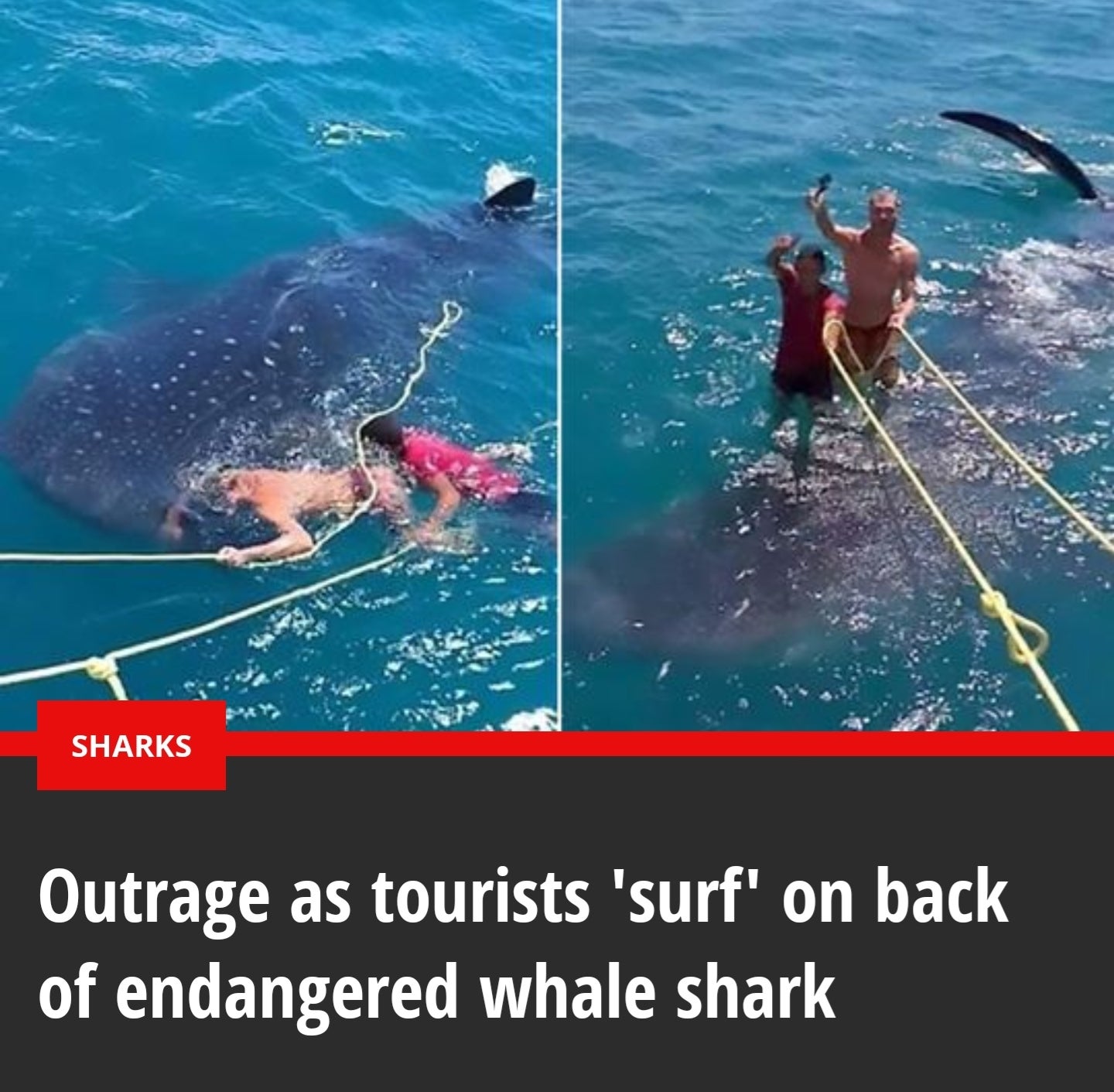 water - Sharks Outrage as tourists surf on back of endangered whale shark