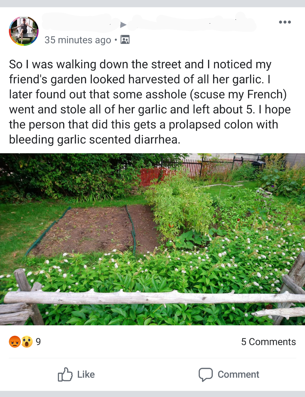 grass - 35 minutes ago. So I was walking down the street and I noticed my friend's garden looked harvested of all her garlic. later found out that some asshole scuse my French went and stole all of her garlic and left about 5. I hope the person that did t